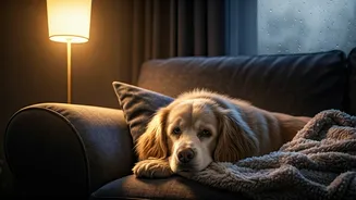 Monsoon Prep Means Pets Need Extra Comfort