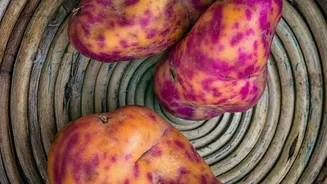 5 Fibre-Packed Root Vegetables That Help Keep You Full And Satisfied Longer