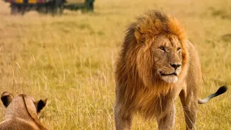 Why Nature Lovers Are Choosing August For Wildlife Safaris Across India