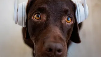 Dog Communication Science Is Becoming More Global and Less Assumption-Driven
