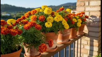Marigolds Make Balcony Care Less Complicated