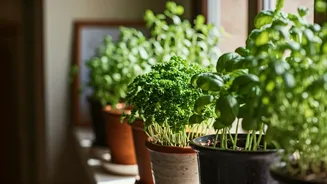 How To Grow Fresh Cooking Herbs Indoors In Low Light