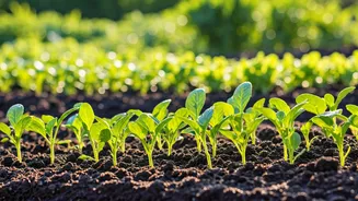 April Planting Guide: 12 Veggies for Your Summer Harvest