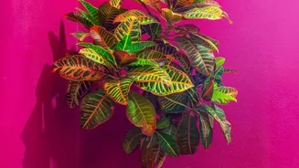 Indoor Plants Can Enhance Homes Without Being Miracle Air Cleaners