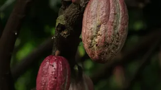 South Indian Cacao Estates Partner With Bean-To-Bar Makers To Redefine Luxury Treats