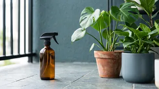 Natural Garden Pest Control Solutions Diluted Neem Oil And Soapy Water Shield Balcony Greenery
