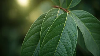 Unlock Nature's Wellness: 5 Surprising Benefits of African Soursop Leaves