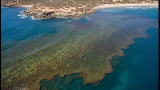 Marine Scientists Want Better Data To Track Harmful Algal Blooms