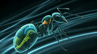 Unveiling the Secret Lives of Ants: High-Resolution 3D Scans Reveal Inner Worlds