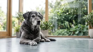 DNA Study On Why Large Dogs Age Faster: Dog Size Links To A Distinct Biological Ageing Pattern