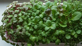 Microgreens Make Indoor Gardening Feel Productive