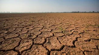 Weaker Monsoon Rains Could Affect India's Food Supply Chain