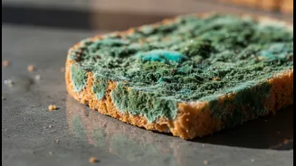 Why Elevated Airborne Fungal Counts In July Cause Rapid Surface Decay On Bread Items