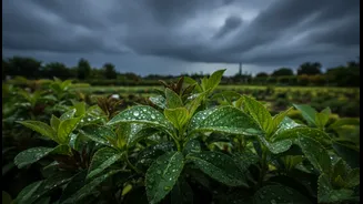 Bengaluru's July Monsoon Gardening Conditions: The Risks, Benefits and Reader Takeaway