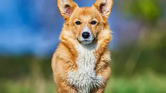 Protecting Dog Skin Health: How Urban Pet Parents Manage Post-Monsoon Dampness Problems