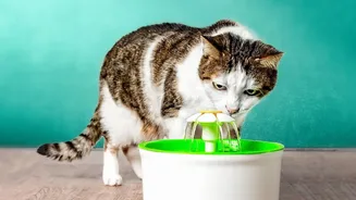 A Cat-Safe Home Needs Reliable Water During Hot August Days
