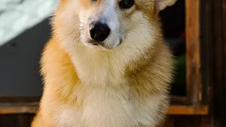 Dog Paw Cleaning: Can Keep Outdoor Dirt From Spreading Across Floors As Gets Easier With A Small Cleaning Station Near The Door