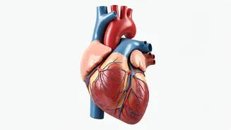 Push-Up Test: Quick Heart Risk Insight?