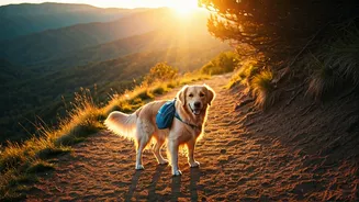 Pet Hikes Are The New Weekend Adventure Plan