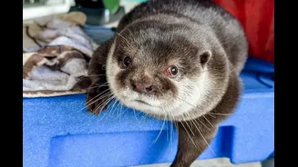 Conheça Splash, a lontra de resgate que ajuda em buscas debaixo d’água