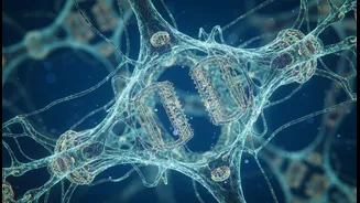 How scientists reinforce microscopic gatekeepers inside brain cells to boost memory retention