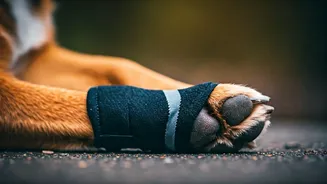 Why Waterproof Socks Safeguard Outdoor Dogs From Painful Pododermatitis Incursions