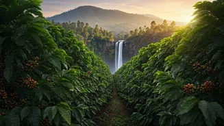 Coffee Plantation Stays And Abbey Falls Await In Coorg