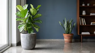 Indian Apartment Owners Are Learning To Match Plants With Light Instead Of Choosing By Appearance Alone