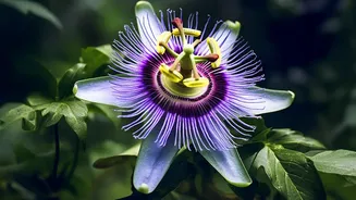 Do Not Turn Flowering Plants without Checking Their Sensitivity