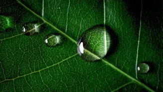 India and European Commission agree continued cooperation on carbon markets