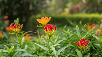 Gardens Look Better With Native Plants