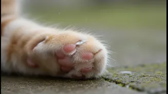 How To Treat Early Stage Monsoon Fungal Redness On Pet Feet Using Home Care Routines