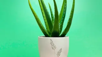 Indoor Plant Care Gets Easier With Smarter Watering Decisions