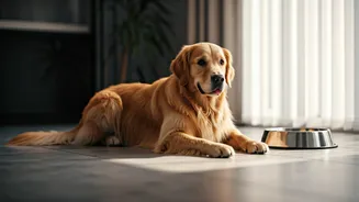 Beat the Heat: Crucial Summer Safety Guide for Your Beloved Pets in India