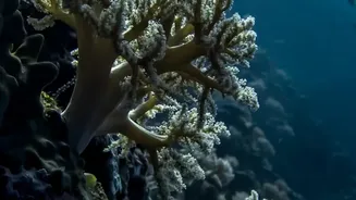 What The New Ocean Iron Study Shows About Ecosystem Risks