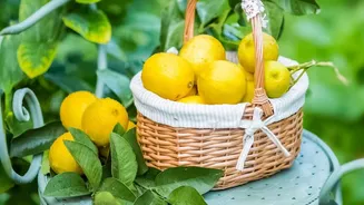 The Role Of Soil In Growing Lemons At Home: What To Know