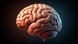36-Hour Fast: How Your Body Transforms According to a Neurosurgeon