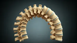 Fix Spine Mobility Sitting At Desks Using 10 Minute Stretches
