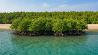 How Eastern Coast Afforestation Projects Use Mangrove Bio-Shields To Prevent Escalating Beach Erosion