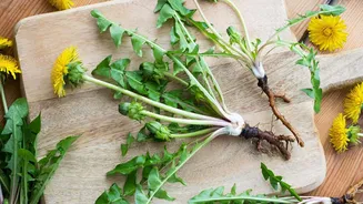Why you should know about dandelion greens