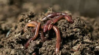 Indian researchers discover and rediscover Drawida worms in Western Ghats