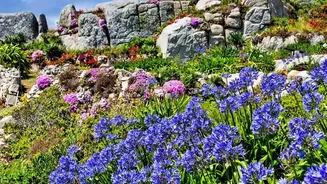 Rare Neelakurinji Flowers Return To Munnar In A Major 2026 Bloom: What To Make Of The Latest Update