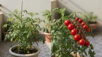 O tomate-cereja é a planta perfeita para quem sonha com uma horta em casa