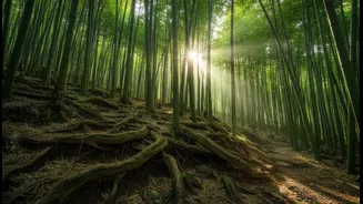 How Mizoram Bamboo Replanting Projects Successfully Prevent Destructive Rain-Triggered Soil Erosion