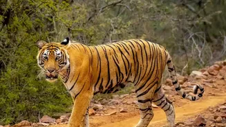 Nepal's Wild Tiger Rise Shows Coexistence Is Central to Recovery