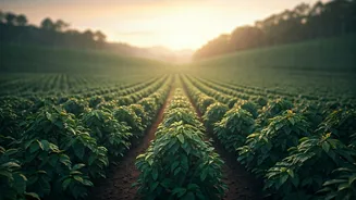 Misty Chikmagalur Coffee Estates Draw Massive Pre Monsoon Crowds