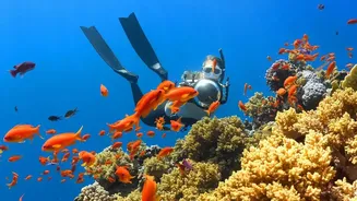 How Marine Scientists Use Genetic Marker Research To Spot Heat Resilient Corals Faster