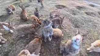 Conheça a ilha onde coelhos recebem visitantes logo no desembarque