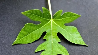 Papaya Leaf Remedies Need Better Trials Before Routine Dengue Use