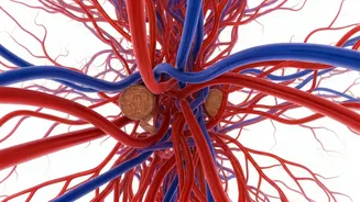 Boost Blood Flow: 5 Expert Tips for Vascular Health